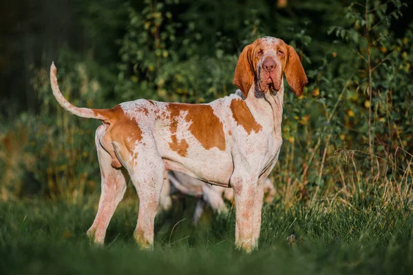 İki komik surat Bracco Italiano işaretçisi av köpekleri, yaz akşamı çekimi