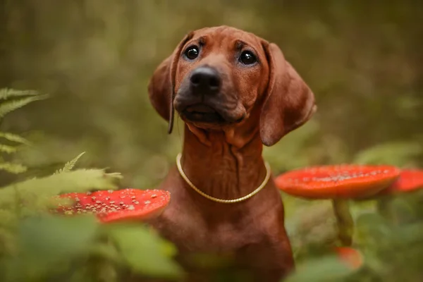 Şirin rodezyalı yavru köpek. Ormandaki zehirli kırmızı Amanita mantarlarının arasında portreyi yakından çek.