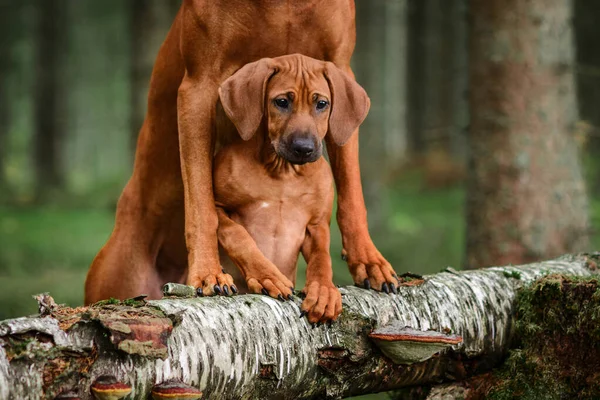 かわいいシャクナゲのリッジバック子犬は森の中で倒れた松の木にもたれています 大人の足の間の子犬 母と子 — ストック写真