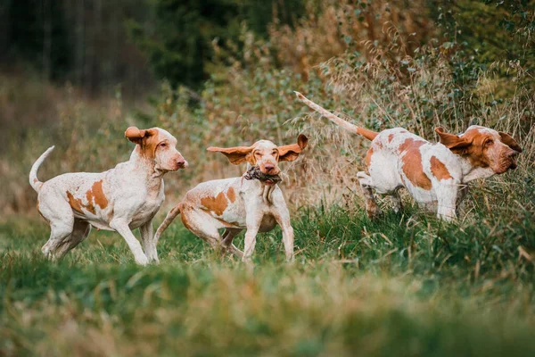 Tři Legrační Tvář Bracco Italiano Ukazovátko Lovecké Psy Ptactvo Koroptev — Stock fotografie