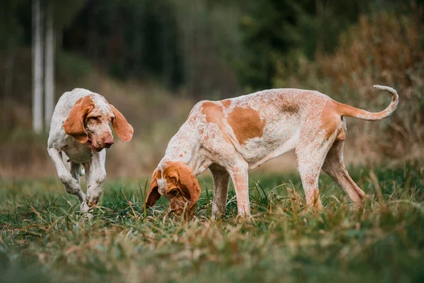 Két Vicces Arc Bracco Italiano Mutató Vadászkutyák Szárnyas Fülek Repkednek — Stock Fotó