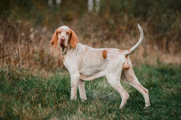 Güzel Bracco Italiano işaretçisi köpek avlıyor. Çimen kümes hayvanlarında duruyor, yaz akşamı. 