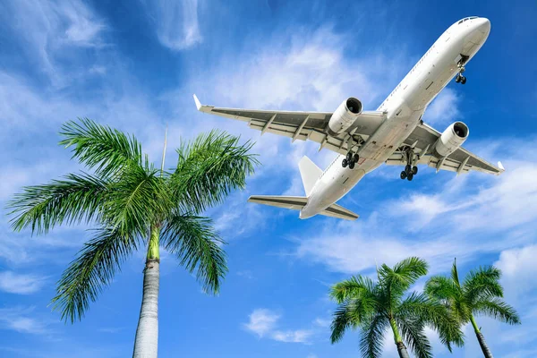 Modern Airliner Arrives Palm Trees — Stock Photo, Image