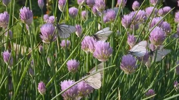 Motýli sedí na purpurové květině Allium schoenoprasum v parku. Bílé mořské přístavy s černou plísní krataegi sbírá nektar — Stock video