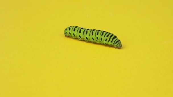 Green caterpillar swallowtail crawls on yellow paper background — Stock Video