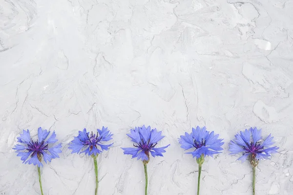 Border Made Small Blooming Blue Cornflower Flowers Gray Stone Background — Stock Photo, Image