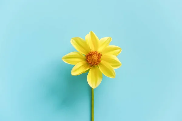 Una Flor Amarilla Natural Fresca Sobre Fondo Azul Cerca Concepto — Foto de Stock