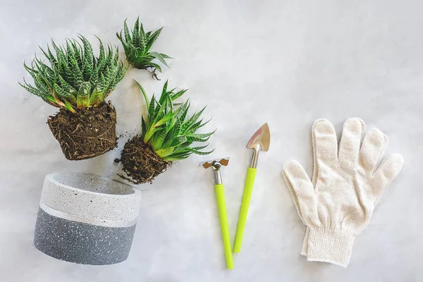 Transplanting indoor flowers and houseplant. Sprouts of succulents, concrete pot, white gloves, rake and shovel tools on marble table. Concept floriculture or gardening. Top view Flat lay Copy space.