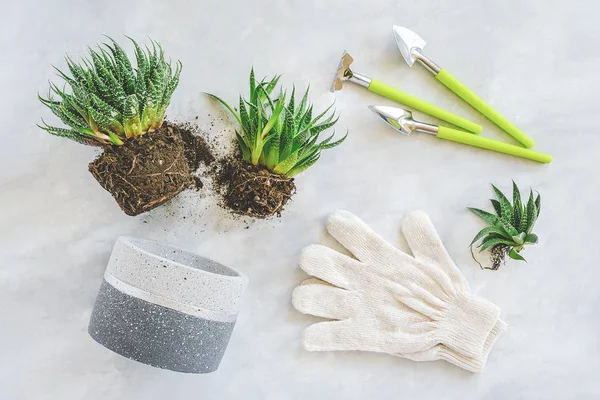 Transplanting indoor flowers and houseplant. Sprouts of green succulents, concrete pot, white gloves, rake and shovel tools on marble table. Concept floriculture or gardening. Top view Flat lay.