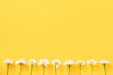 Sarı arka planda beyaz papatya çiçekleriyle yapılmış bir sınır. Merhaba bahar veya yaz tasarım şablonu, tebrik kartı, davetiye, kartpostal Düz Yatay Üst Görünüm Kopyalama alanı.