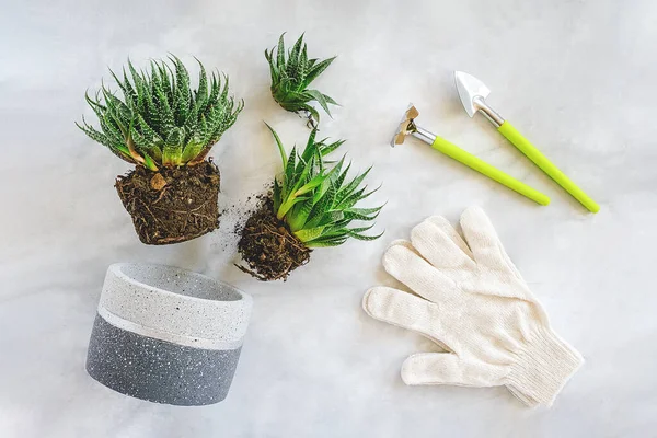 Transplanting indoor flowers and houseplant. Sprouts of green succulents, concrete pot, white gloves, rake and shovel tools on marble table. Concept floriculture or gardening. Top view Flat lay.
