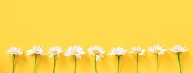 Sarı arka planda beyaz papatya çiçekleriyle yapılmış bir sınır. Merhaba bahar ya da yaz tasarım şablonu, tebrik kartı, davetiye, kartpostal Düz Yatır Üst Görünüm Alan Sancağını Kopyala.