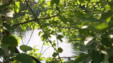 Güneşli bir yaz gününde, gölün arka planında, ağaçların yeşil yaprakları üzerindeki güneş ışınlarının yansıması.
