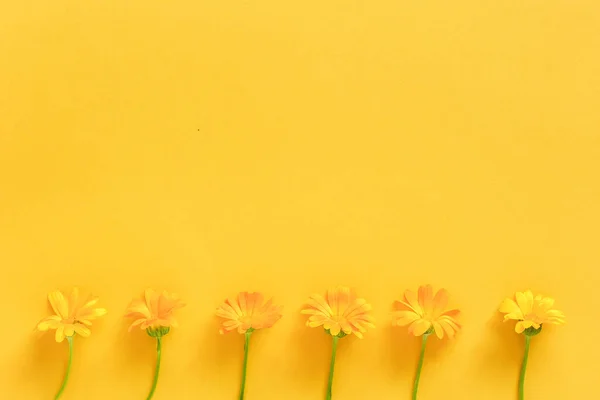 Frontera Confeccionada Con Flores Caléndula Naranja Sobre Fondo Amarillo Concepto — Foto de Stock
