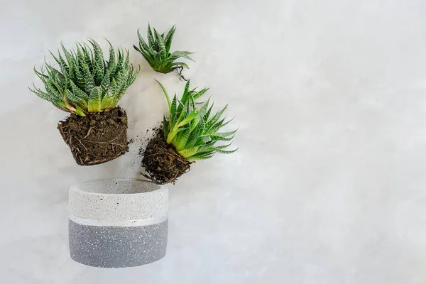 Transplanting indoor flowers and houseplant. Sprouts of green succulents and concrete pot on marble table. Concept floriculture or gardening. Top view Flat lay.