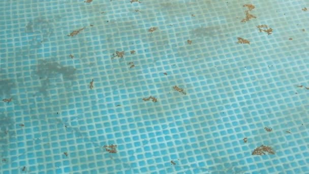 Smutsigt vatten i poolen. Gräs, skräp och insekter på ytan av det blå vattnet — Stockvideo