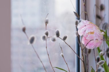 Taze pembe laleler ve gökyüzünde söğüt ağacı.