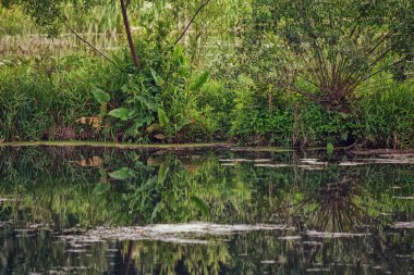 Göldeki sazlıklar ve ağaçlar. Bataklık, sazlıklar, su, bitki, at kuyruğu, bataklıkta yeşil çimenler, göl ve nehir..