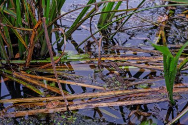 Göldeki sazlıklar. Bataklık, sazlıklar, su, bitki, at kuyruğu, bataklıkta yeşil çimenler, göl ve nehir..