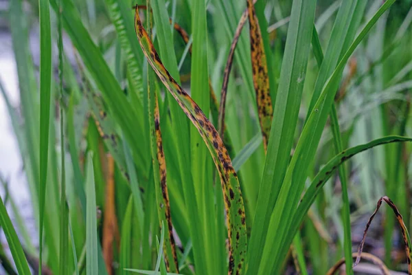 Reeds Lake Swamp Reeds Water Plant Horsetail Green Grass Swamp — Stock Photo, Image