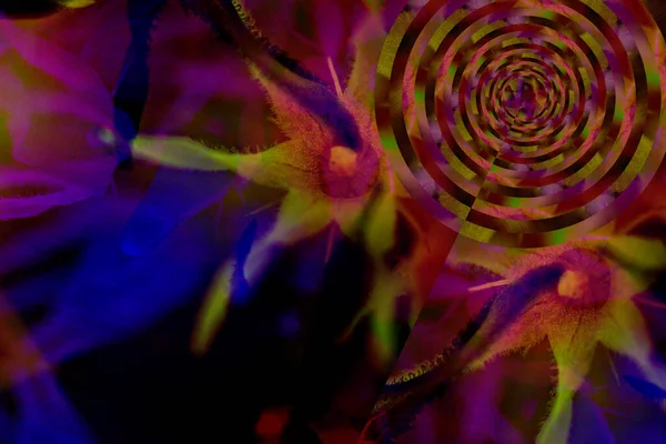Immagine Frattale Spirale Generata Digitale Con Fiore Rosa Verde Intricato — Foto Stock