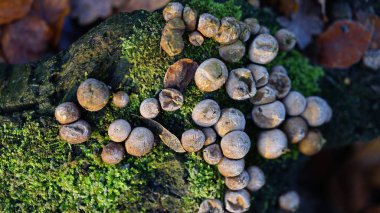 Bir parkta küçük mantarlar