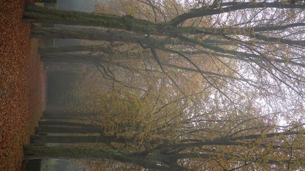 Niebla en el parque — Foto de Stock