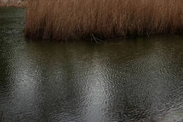 Nature in Antwerp — Stock Photo, Image