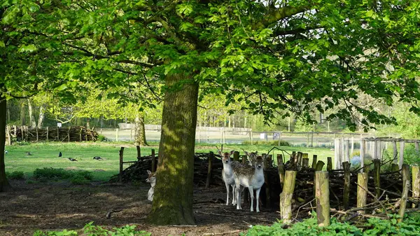 Rådjur i en park — Stockfoto