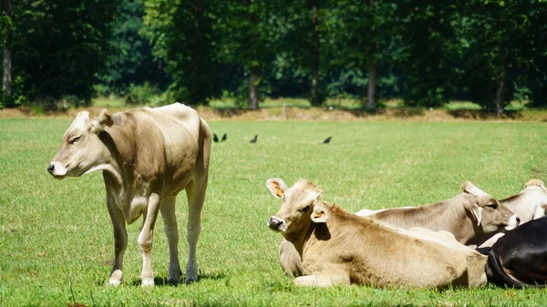 Mucche su un campo — Foto Stock