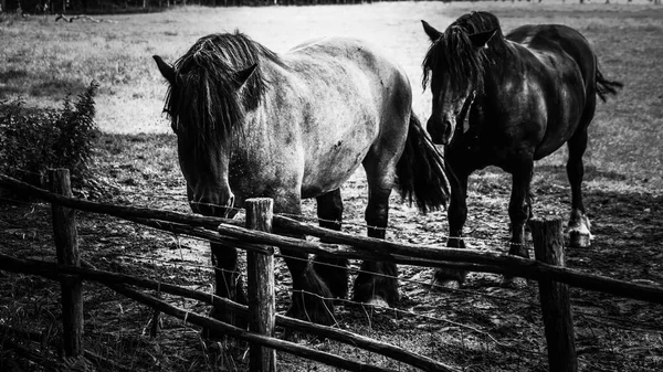 国の馬 — ストック写真