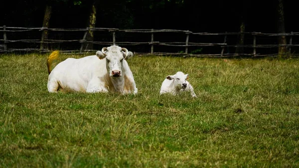 Vee op een veld — Stockfoto