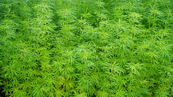 Kenevir bir alan üzerinde