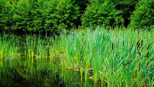 At the country — Stock Photo, Image