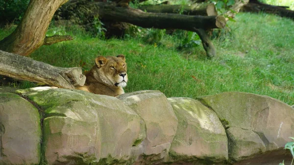 Un león en el zoológico — Foto de Stock