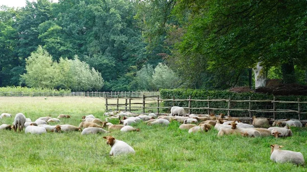 Um rebanho de ovelhas — Fotografia de Stock