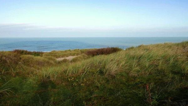 Grass in dunes — Stock Photo, Image