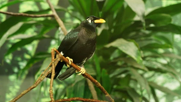 Vogel in freier Wildbahn — Stockfoto