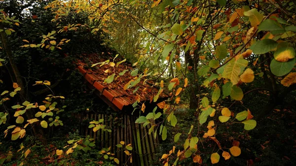 Cabaña en el bosque — Foto de Stock