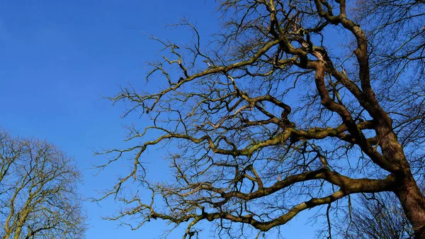Голые Деревья Зимой — стоковое фото
