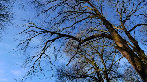 Árboles Desnudos Invierno Amberes Bélgica — Foto de Stock