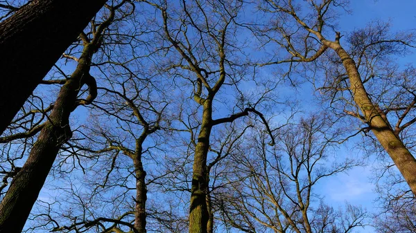 Nakna Träd Vintern Antwerpen Belgien — Stockfoto