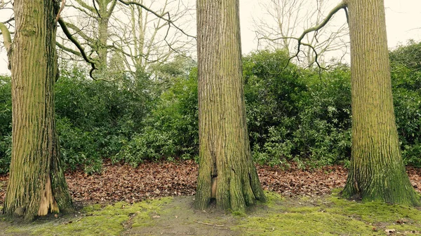 Árboles Parque Amberes Bélgica Marzo 2018 — Foto de Stock