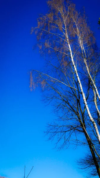 Árbol Desnudo Cielo Azul — Foto de Stock