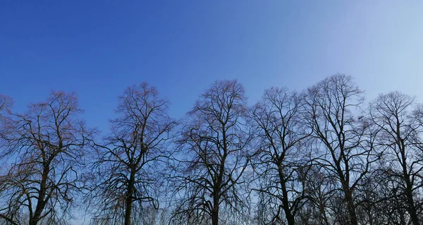 Alberi Spogli Cielo Blu — Foto Stock