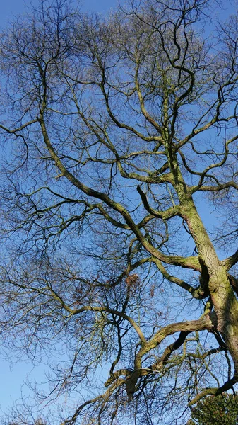 Голое Дерево Голубое Небо — стоковое фото