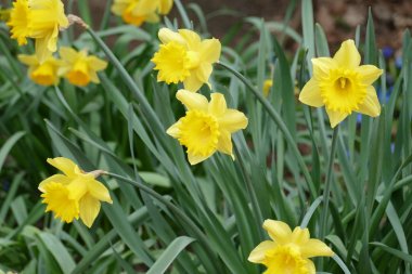 Antwerp, Belçika bir parkta Bahar sırasında sarı çiçekler.