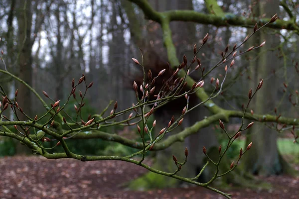 벨기에 공원에 나뭇가지 — 스톡 사진