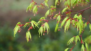 Antwerp, Belçika bir parkta ilkbahar sırasında bir ağacın dalları.