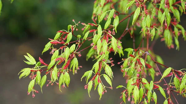 Äste Eines Baumes Frühling Einem Park Antwerpen Belgien — Stockfoto